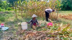 Bahu-Membahu di Ladang Jagung, Jajaran Polresta Malang Kota Bersama Warga Wujudkan Ketahanan Pangan
